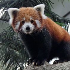 a red panda sitting on top of a tree branch