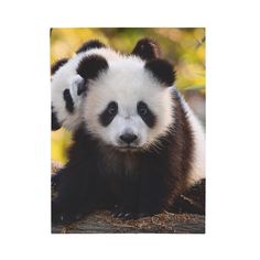 two panda bears sitting next to each other on top of a tree trunk and looking at the camera