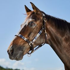 a brown horse standing on top of a lush green field next to a blue sky