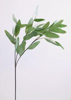 a plant with green leaves in a vase