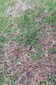 a dog is standing in the grass with its head on a frisbee that's stuck in the ground