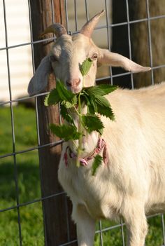 a goat is chewing on some leaves in its mouth while standing next to a fence