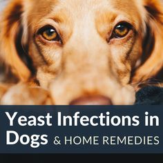 Dog Flaky Skin, Dog Benadryl, Dog Rash, Dog Itching Remedies, Dog Skin Allergies, Treat Yeast Infection, Dog Skin Care, Dogs Ears Infection