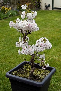 a bonsai tree with white flowers is in a black pot on the grass outside