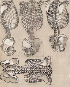 some drawings of different types of bones