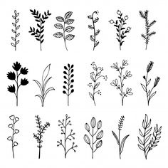 the different types of plants are shown in black and white