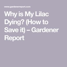 the text why is my lilac dying? how to save it garden report in white