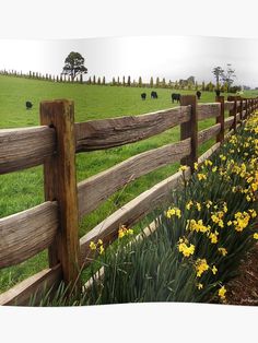 a wooden fence with yellow flowers in the foreground and cattle grazing on the other side