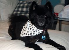 a small black dog with a bandana on it's neck sitting on a bed