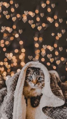 a cat peeking out from under a blanket in front of a christmas tree with lights