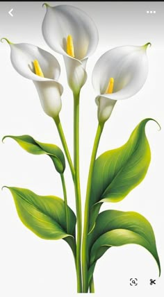 three white flowers with green leaves on a white background