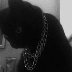 a black cat with a silver chain around its neck