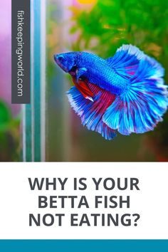 You’re the proud owner of a beautiful Betta fish, but you’re worried why your Betta fish is not eating. Fishkeeping World went on the hunt for the answers. Unfortunately, there are many reasons for the lack of appetite in your Betta fish, and the situation can turn serious rather quickly. You first need to make sure that your fish is actually eating, but you’re just not seeing it due to overfeeding. Have a look at our other suggestions here. #BettaFishNotEating #BettaFish #HomeAquarium #PetFish Beautiful Betta Fish, Beta Fish, Home Aquarium, Aquatic Animals, Fish Tanks