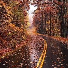 an empty road surrounded by trees with leaves on the ground and yellow lines in the middle