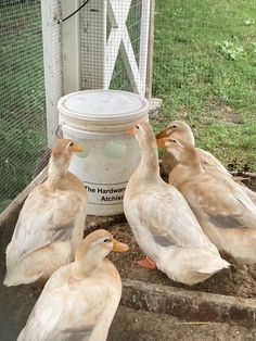 four ducks sitting on the ground next to a bucket