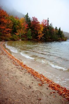 the beach is covered in leaves and water