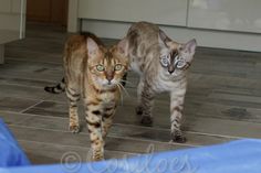 two cats walking across a tile floor next to each other