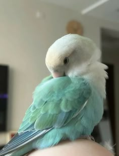 a green and white bird sitting on the back of someone's shoulder in a living room