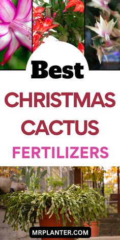 the words best christmas cactus fertilizers are in front of pictures of flowers