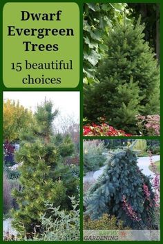 A perfect fit for small landscapes, these dwarf evergreen trees offer year-round color and texture, a compact stature, and excellent winter hardiness. #garden #gardening #gardenideas #gardeninspiration Evergreen Trees Landscaping, Evergreen Landscape, Conifers Garden, Evergreen Garden, Front Landscaping, Garden Shrubs, Landscape Designs, Landscaping Tips, Evergreen Trees