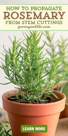 Easy Plants To Propagate, Rosemary Cuttings, Grow Rosemary, Rosemary Garden, Plant In A Pot