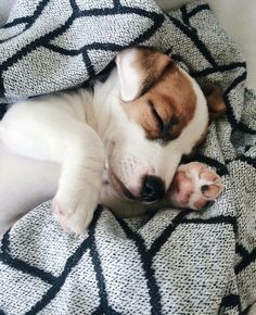 a small dog is sleeping on a blanket