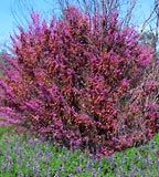 a bush with purple flowers in the foreground and green grass on the other side