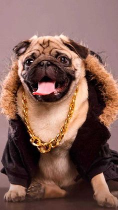 a pug dog dressed up in a costume and wearing a golden chain around its neck