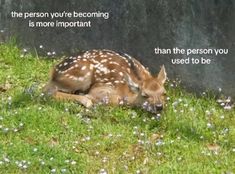 a small deer laying on top of a lush green field