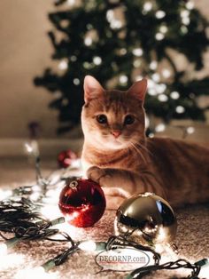 a cat laying on the floor next to christmas ornaments and a small tree with lights