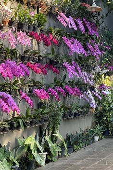 purple and pink flowers are growing on the side of a wall in an urban garden