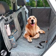 a dog sitting in the back seat of a car