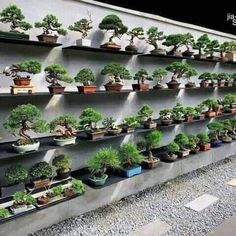 there are many bonsai trees on the wall