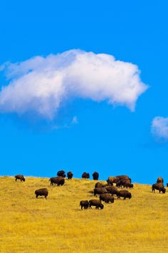 a herd of buffalo grazing on the side of a hill under a cloudy blue sky