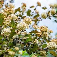 some white flowers and green leaves on a tree