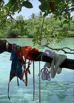 clothes hanging from a tree in the water