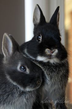 two black and white rabbits sitting next to each other