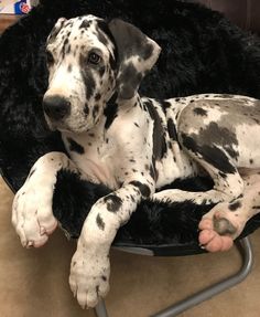 a dalmatian dog laying in a black bed on the floor next to a chair