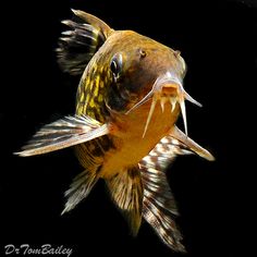 a close up of a fish with it's mouth open