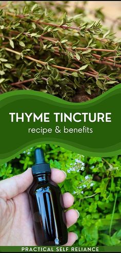 Thyme Tincture, Herbalism For Beginners, Home Remedies For Bronchitis, Tinctures Recipes, Herbal Remedies Recipes, Cold Sores Remedies, Herbal Tinctures