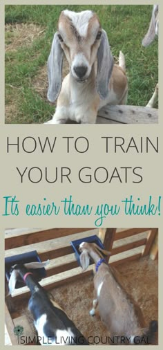 two goats and one goat with the words how to train your goats it's easier than you think