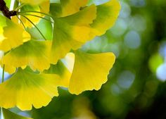 yellow leaves are hanging from a tree branch