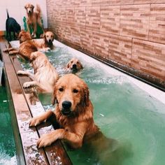 four dogs are in the water and one dog is laying on top of the pool