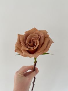 a person is holding a single rose in their left hand, against a white background