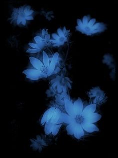 blue flowers in the dark on a black background