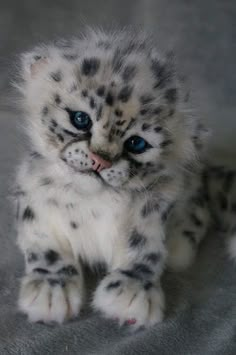 a white and black kitten with blue eyes