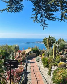 a pathway leading to the ocean with cactus and succulents on either side