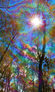 the sun shines brightly through the trees in this artistic photo, which is very colorful