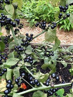 Huckleberry Pie Aesthetic, Huckleberry Aesthetic, Black Huckleberry, Huckleberry Bush, Cranberry Tree, Shortcake Aesthetic, Massive Garden, Pie Aesthetic, Kiwi Vine