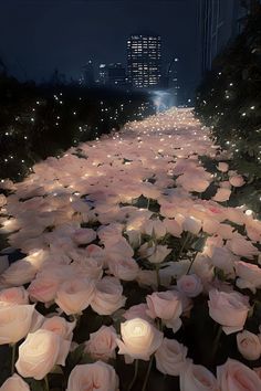 there are many pink roses that have been lit up in the night sky and on the ground